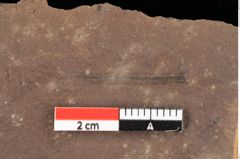 Foto (Detailansicht) von Poacites tenuis Ettingshausen (NHMW-GEO-2024-0188-0377)
